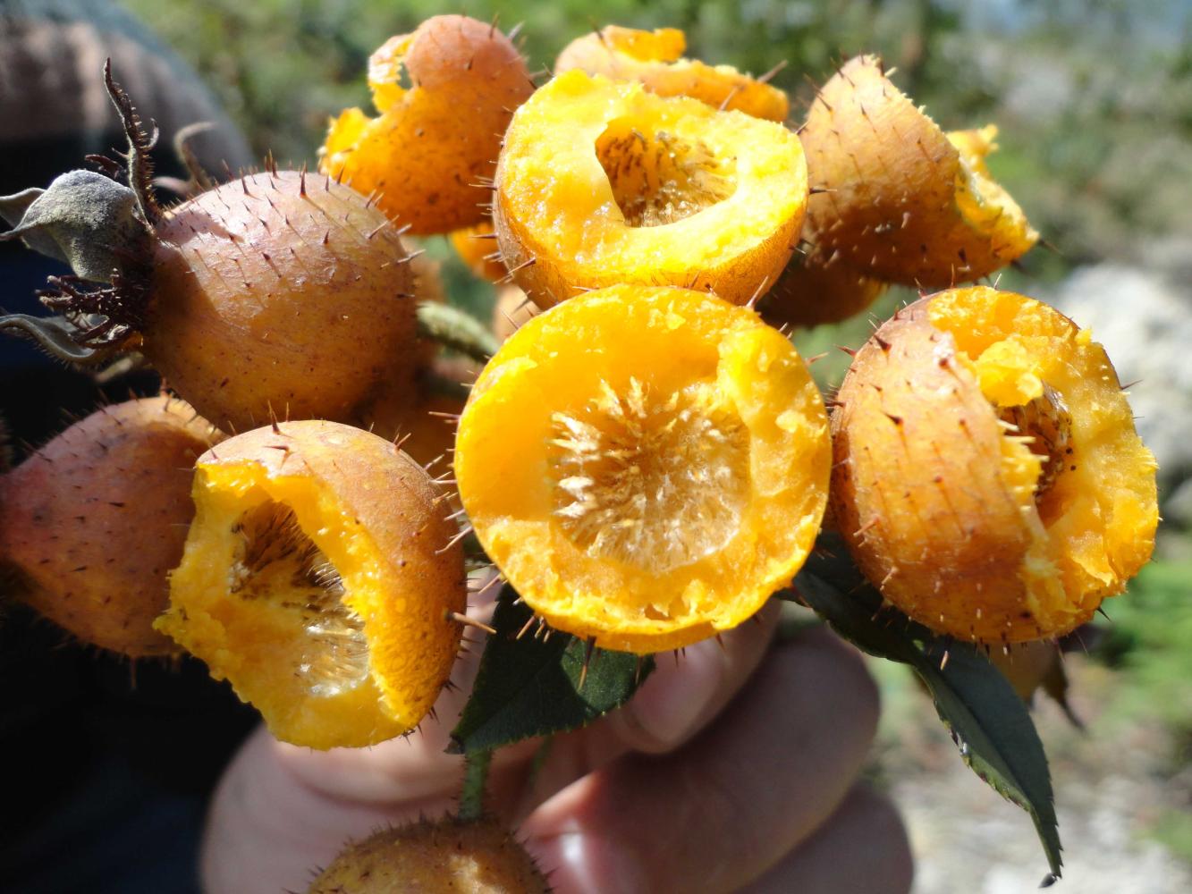 刺梨子酒所使用的刺梨子是一种有降血糖功效的野生果实,它含有丰富的