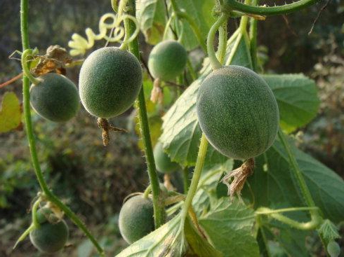 这种野果叫做马泡瓜,每年7,8月份的时候,它就会结出一个个像西瓜一样