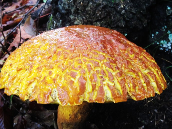 这种蘑菇很难人工繁殖,价格昂贵,干香蘑市场价可达五六百元一斤