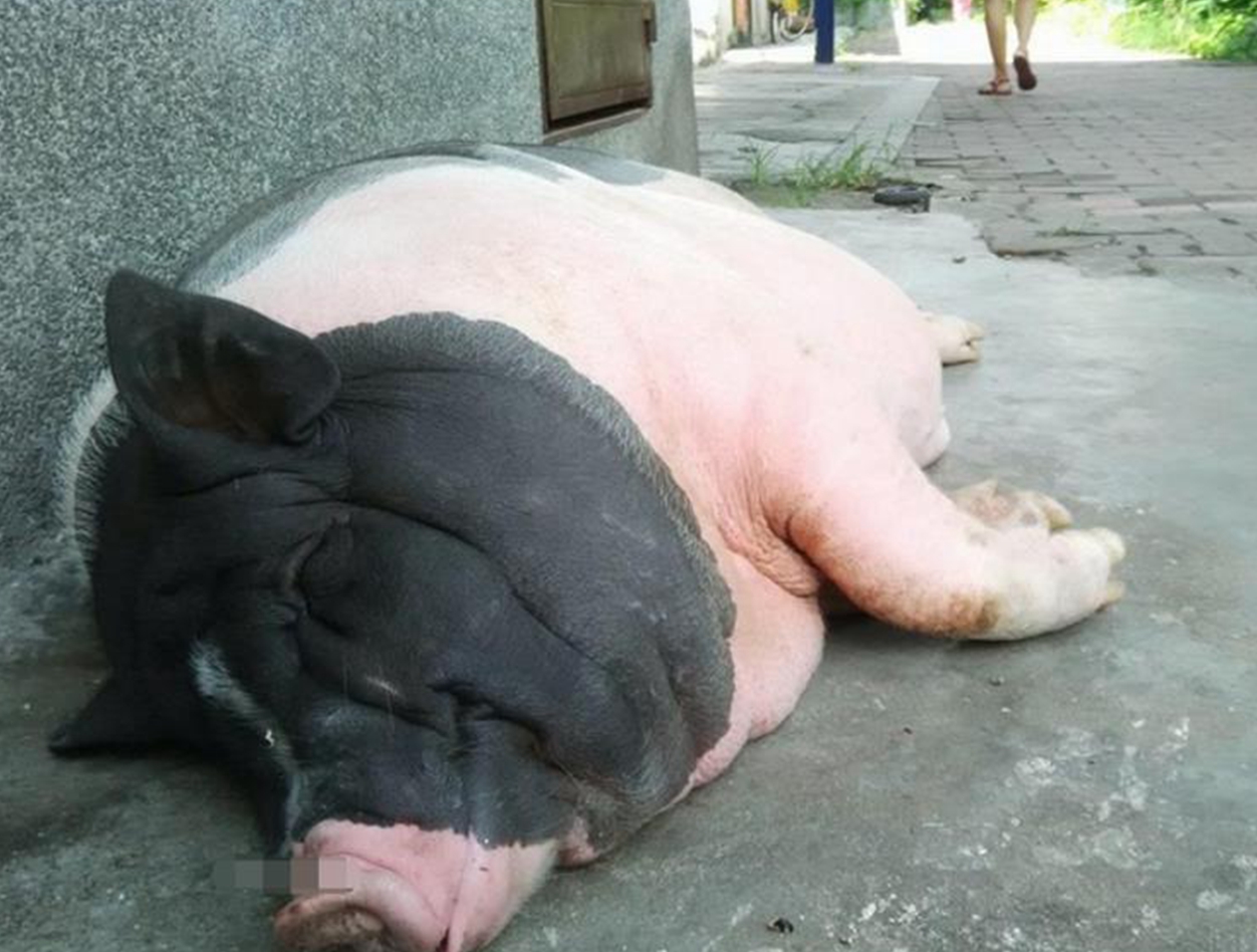 女子买"小香猪"宠物,年后变200斤大肥猪,真是让人哭笑不得