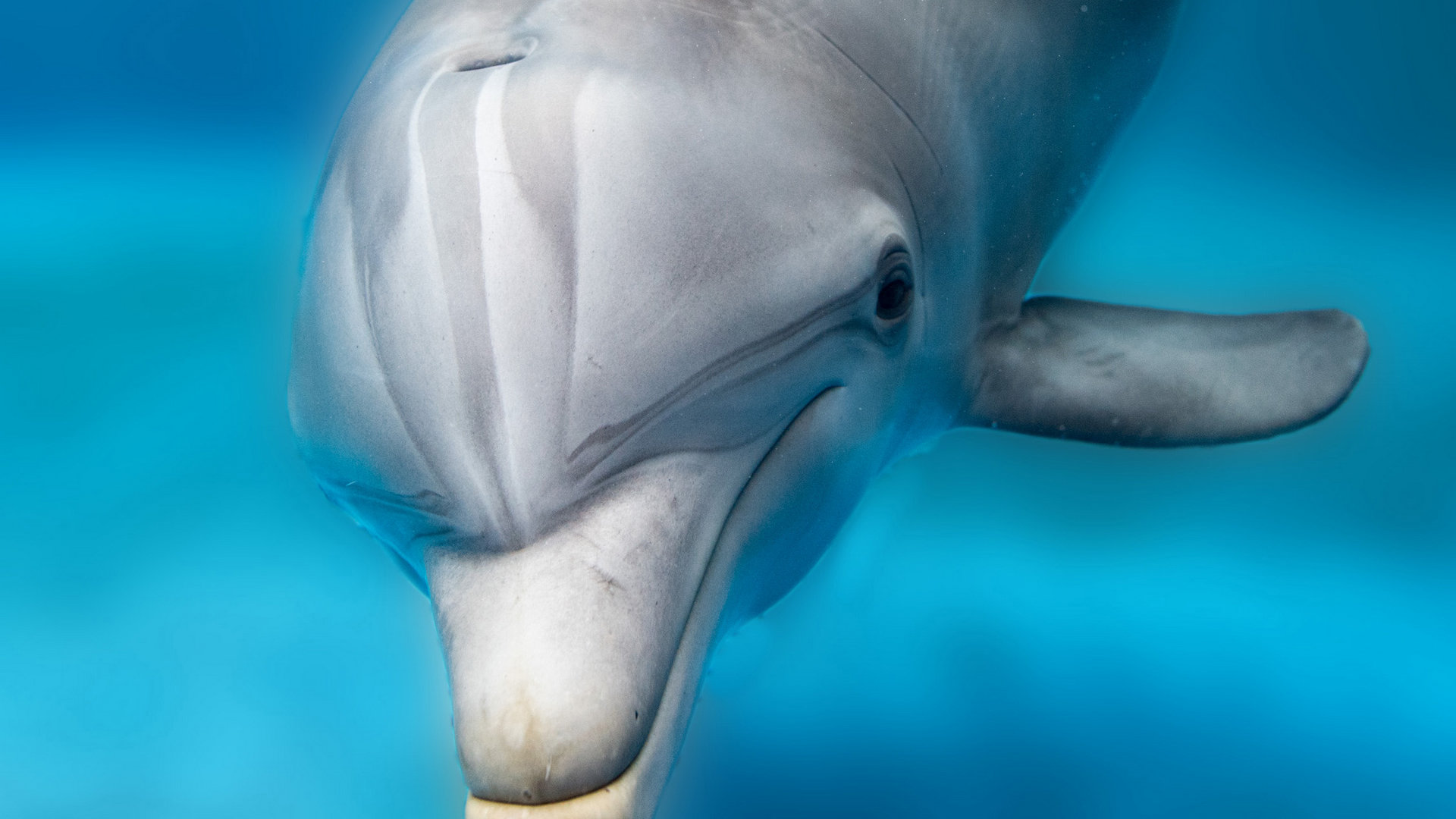 近距离拍摄海豚,它不仅能救人于危难之际,还是个表演家喜欢就收藏