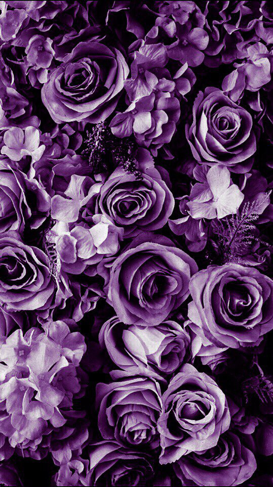 紫色花手机壁纸图片