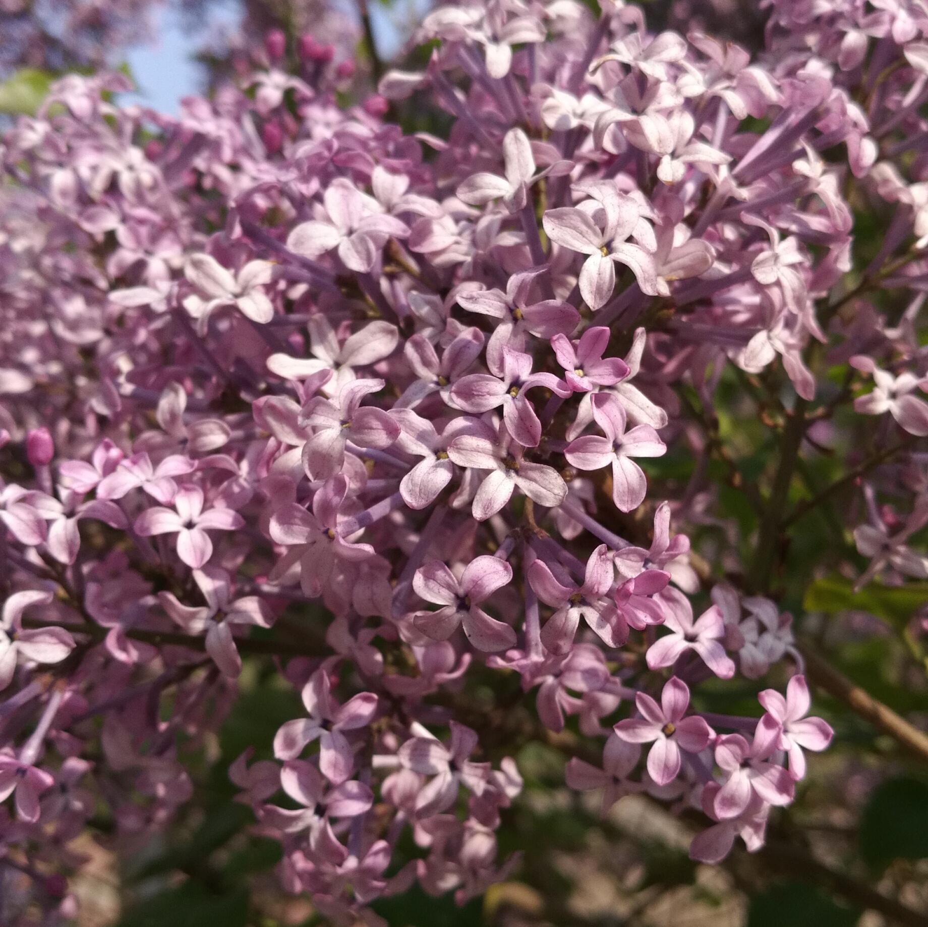 七瓣丁香花图片