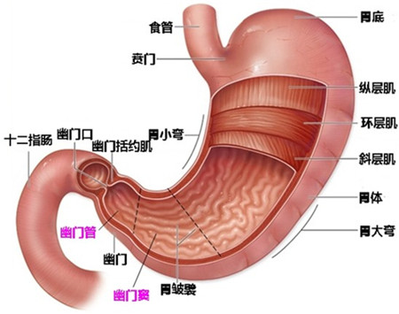 怎么样减轻胃的负担