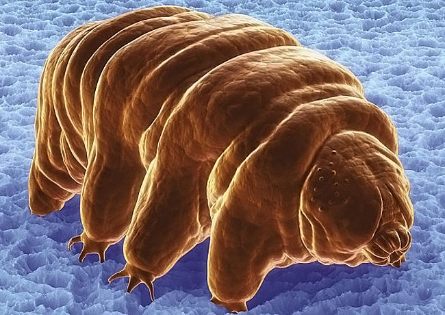 史上最小的熊,显微镜下的水熊