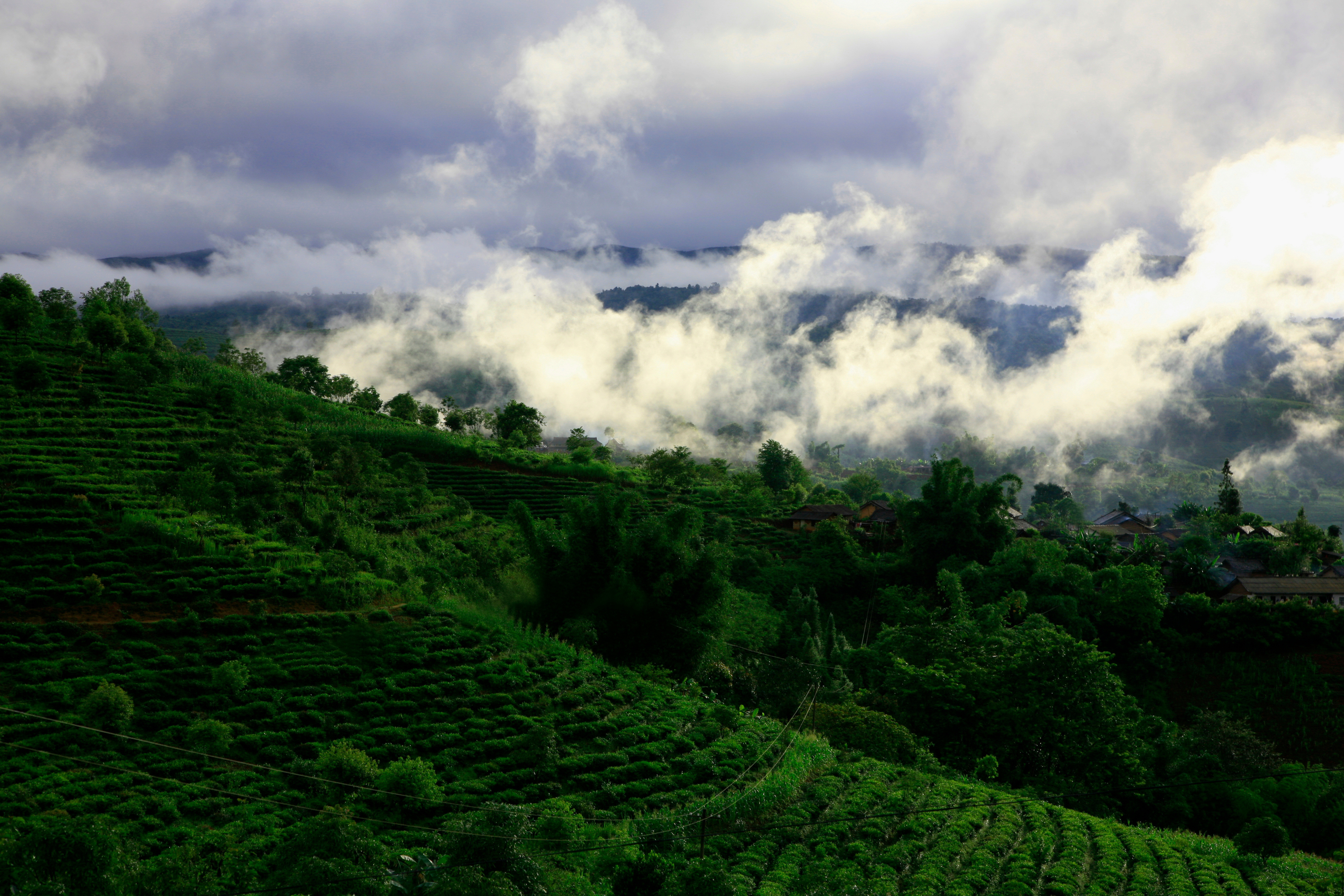 揭秘云南中缅边境神秘布朗族古寨 家家种茶 村民年收入超20万元