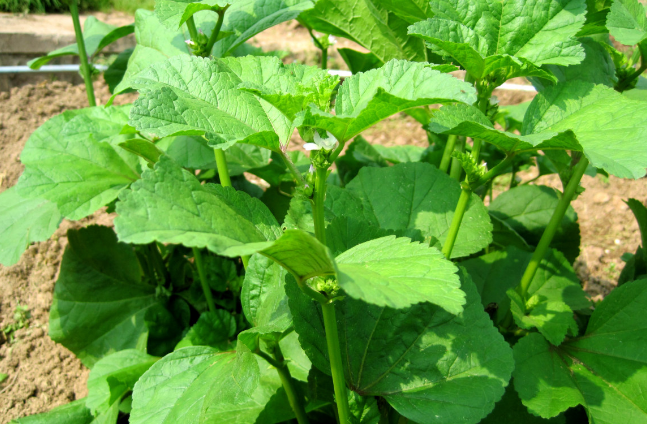 而这种在农间的野菜不知道大家认不认识呢,这种野菜在冬天是非常常见