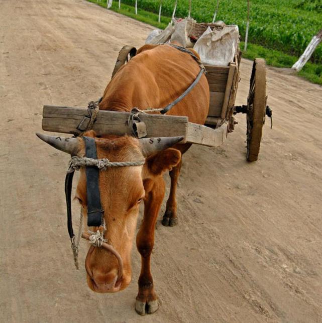 实拍让中国人误会的朝鲜农村生活:牛车当交通工具 虽穷但这方面比我们