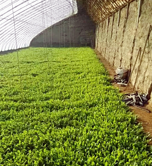 河南荠菜种植图片