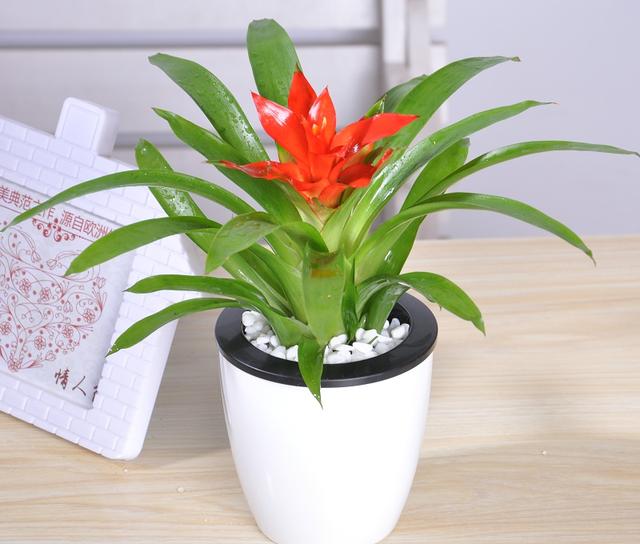 媳妇花了几十块钱淘回来的盆栽,让家中顿时春意盎然!