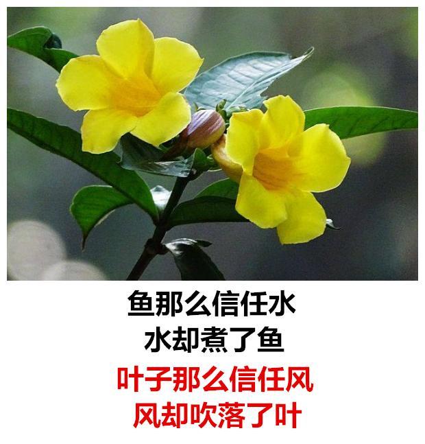 鱼那么信任水,水却煮了鱼「值得收藏」