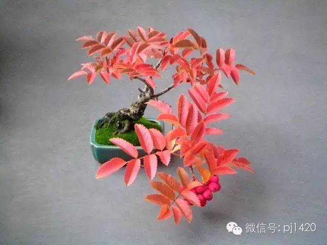 花楸盆景图片