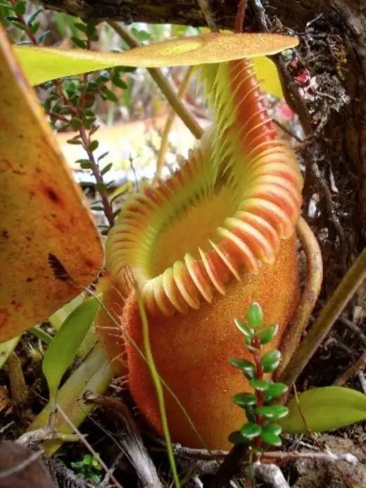 世界上奇怪的植物介绍图片