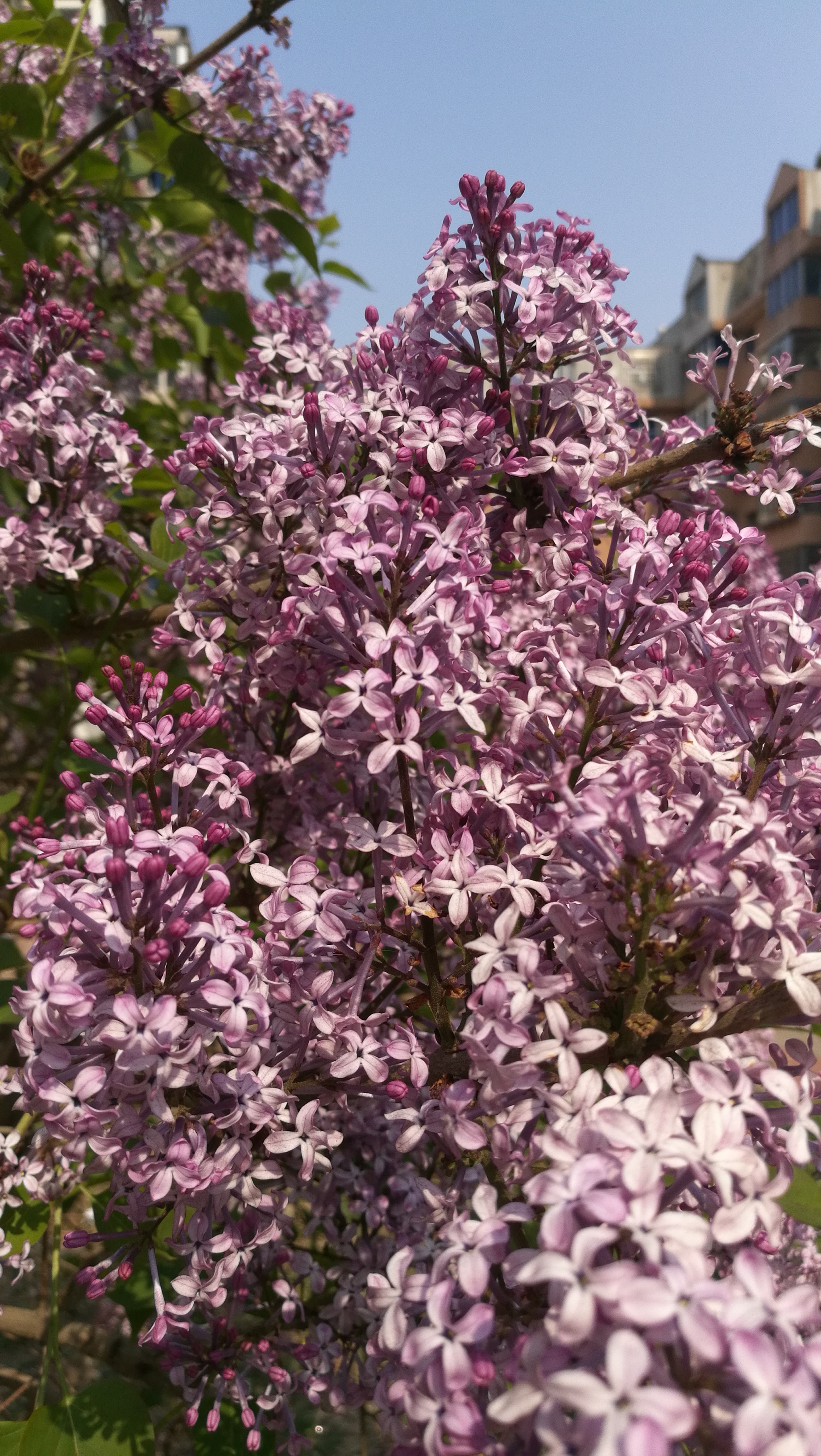 七瓣丁香花图片