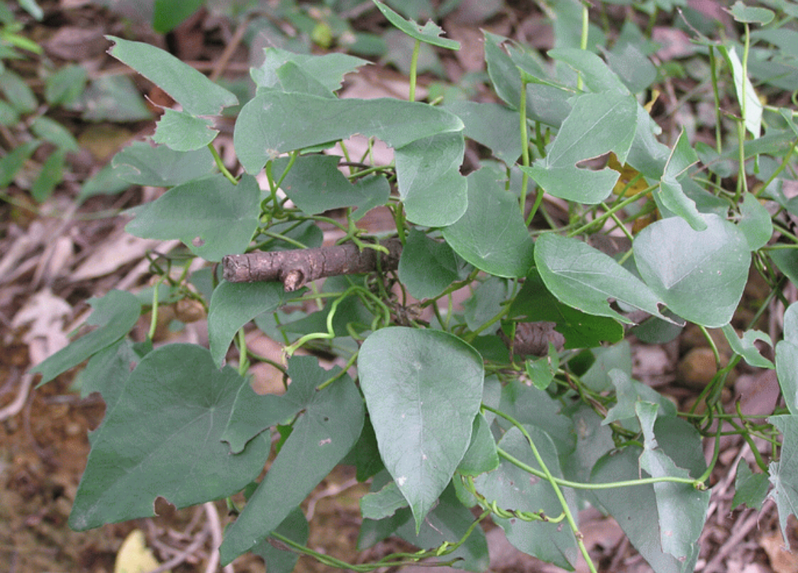 农村山上一种植物,学名"金线吊乌龟",块根可入药及酿酒