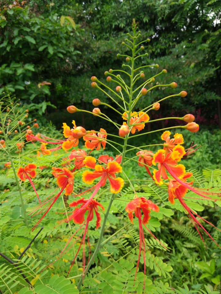 广州石马桃花公园图片