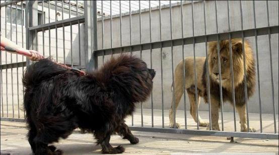 藏獒和狮子谁厉害图片