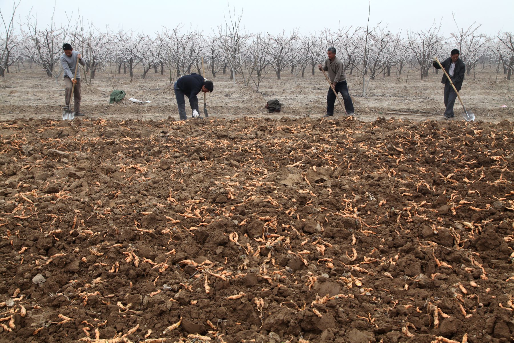 今年地黄种植都赔钱,这位吴大哥说出了真话,明年还要种百亩