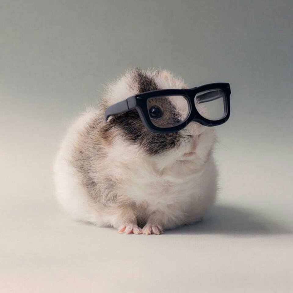 不同风格的微信猫咪头像,朋友圈封面图,总有一个适合你的!