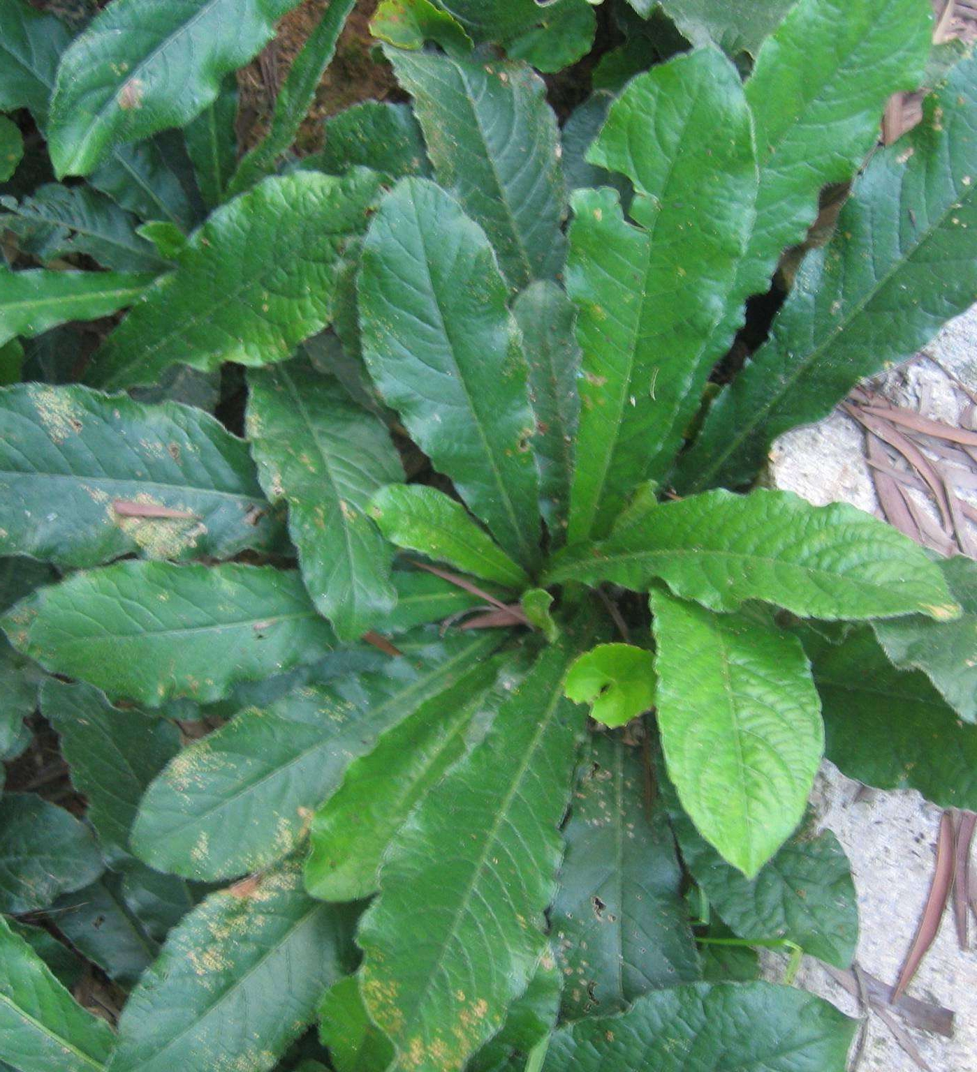 每年夏秋季节农村的人就会开始采收地胆草,地胆草性味苦,凉,具有清热