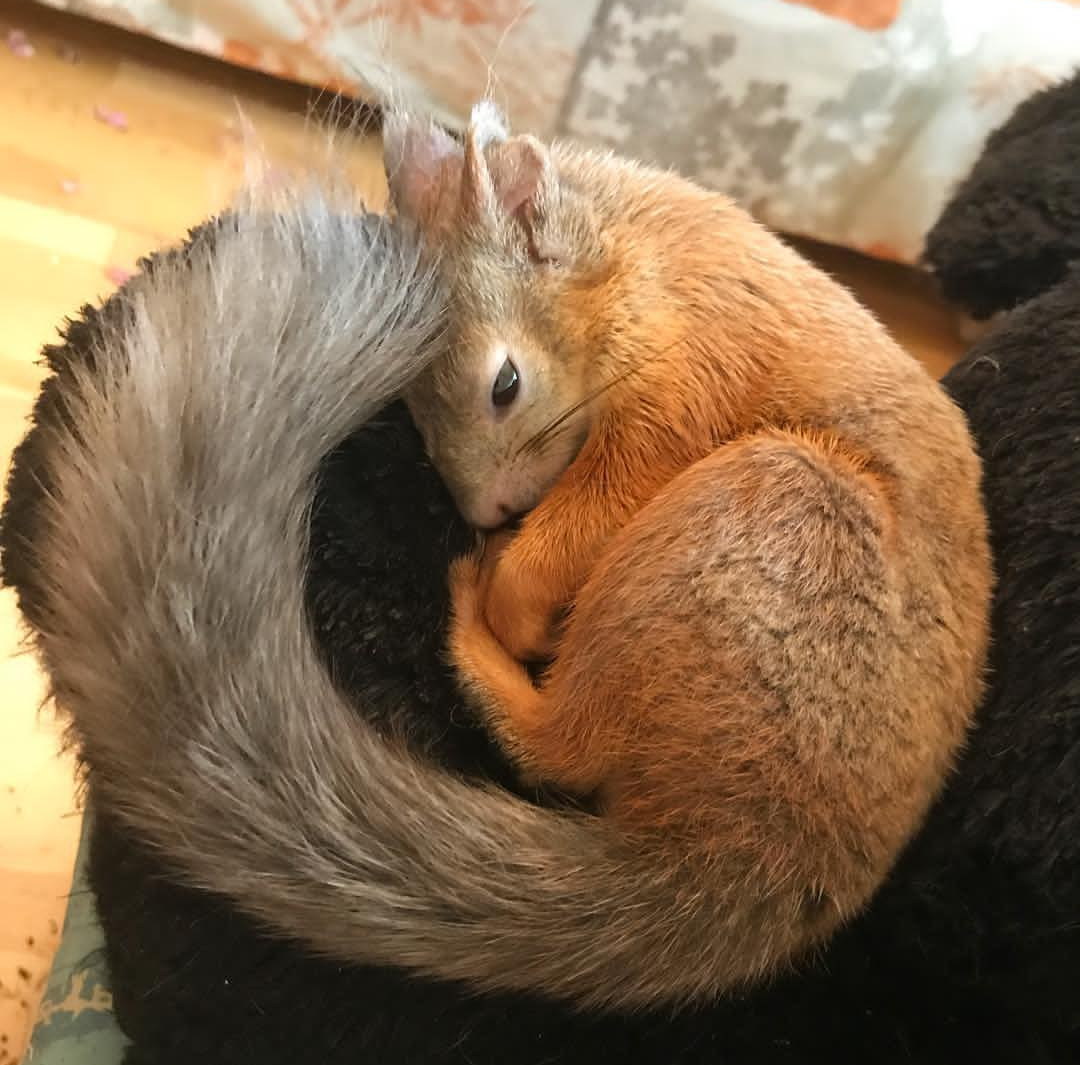 松鼠的尾巴毛乎乎的,看起来手感很好呀