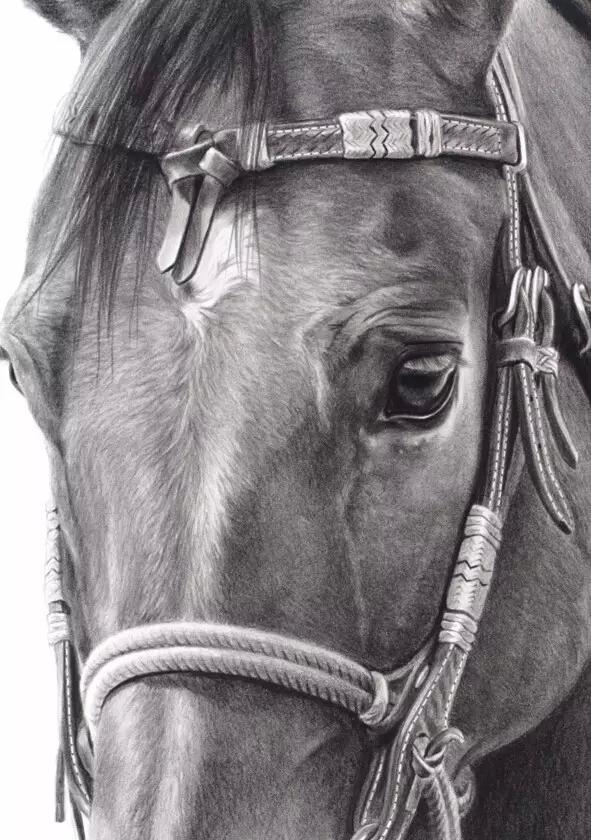写实画家mary 笔下的马:透过眼睛捕捉马的灵魂!