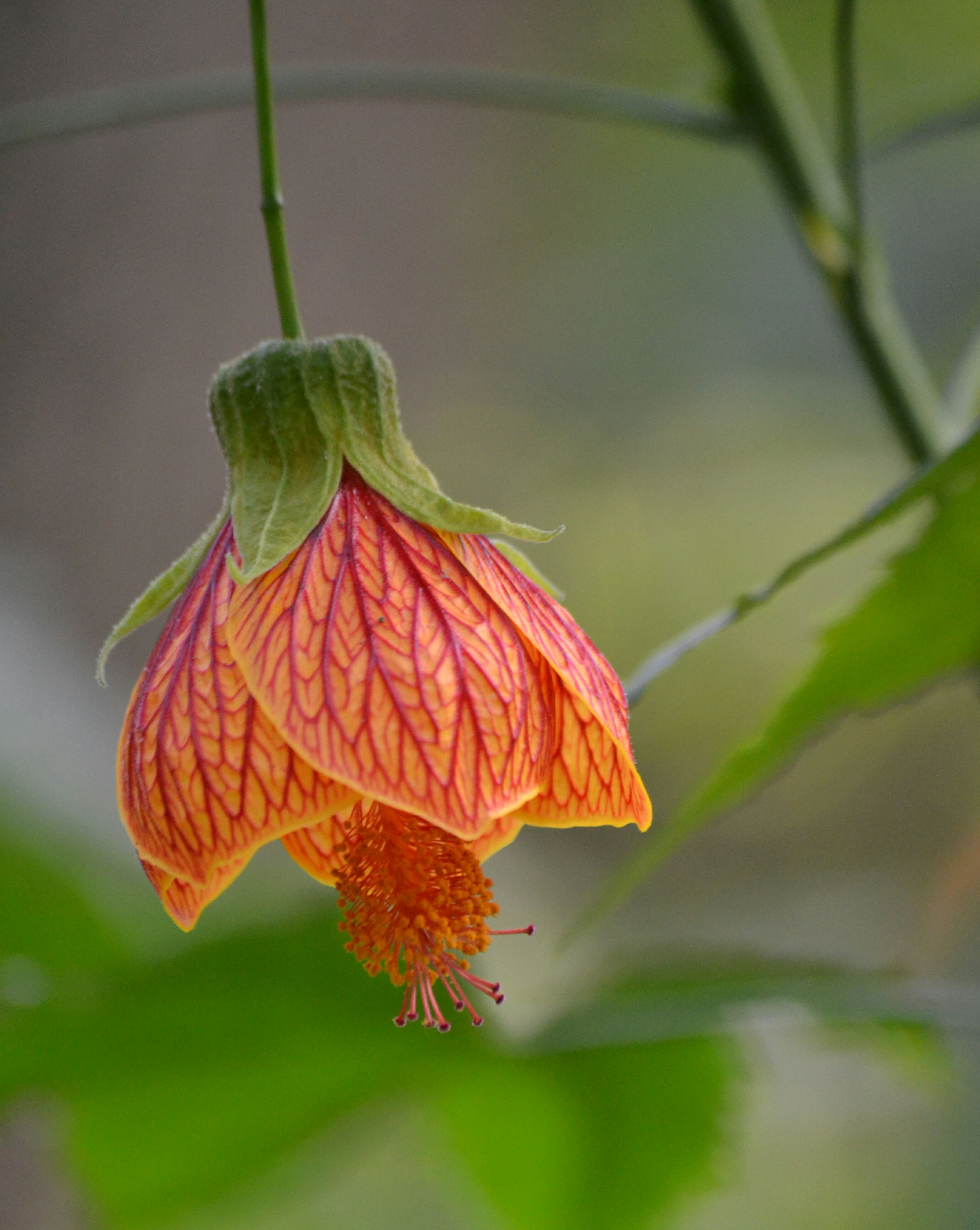 静物摄影:盛开的金铃花