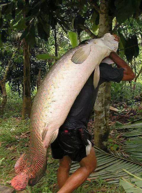 巨骨舌鱼的天敌图片