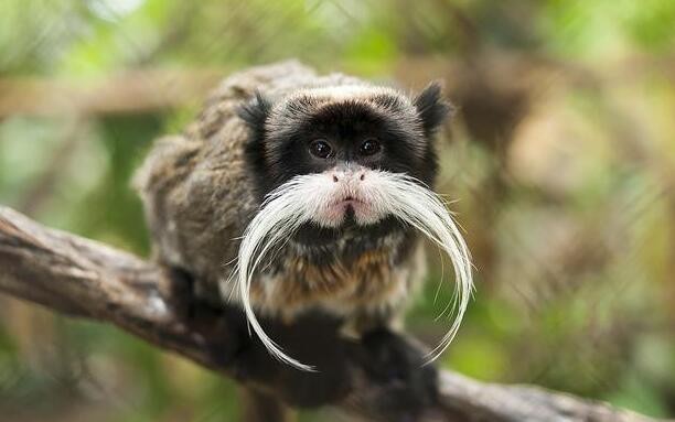 耳廓狐 是世界上最小的犬科动物,如小猫一般大小.