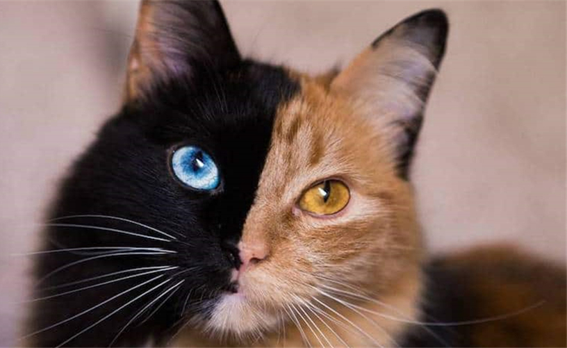 世界上最神奇的双面猫,眼睛宛如宝石美极了!