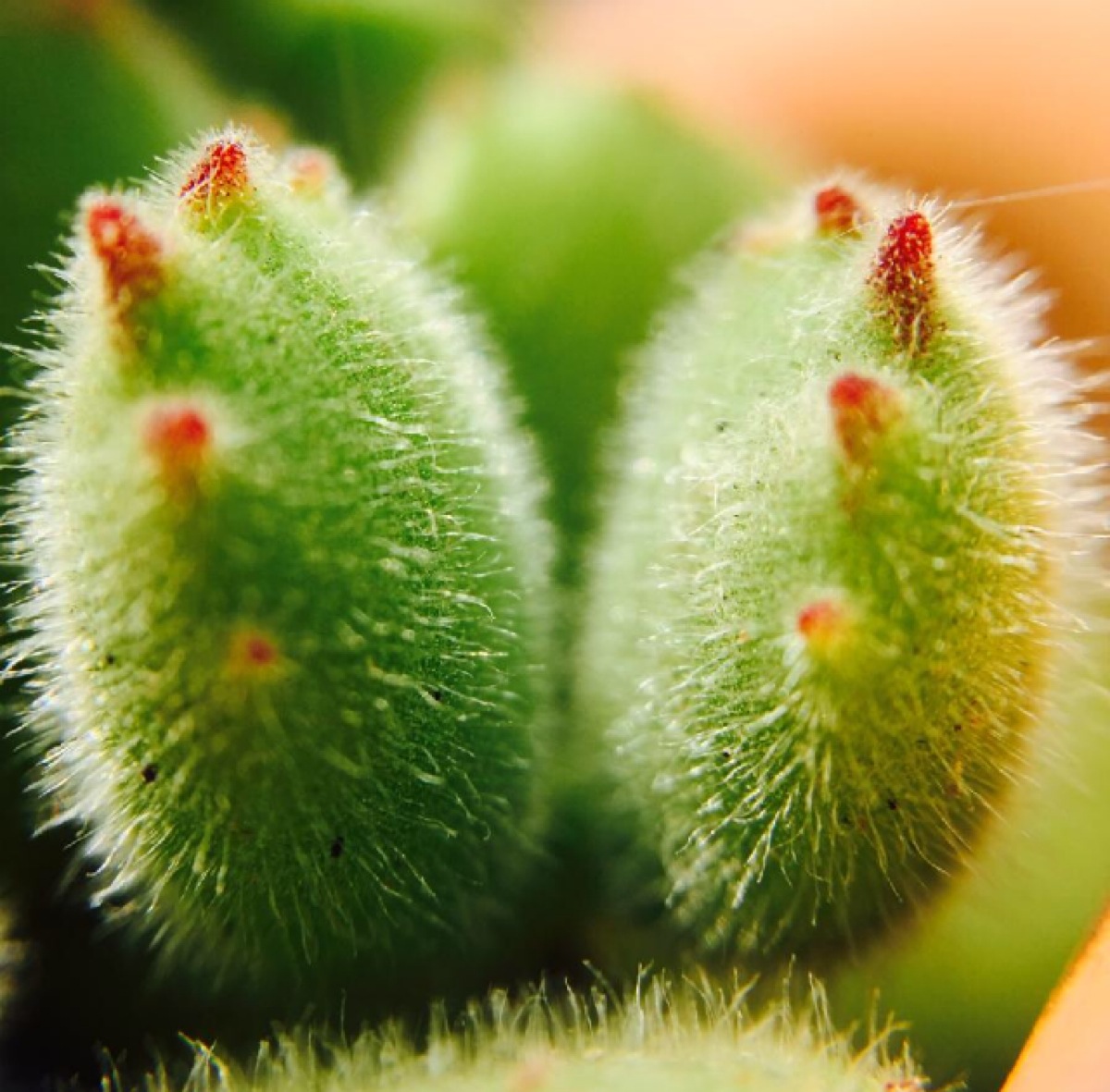 熊童子如何养殖?