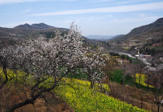 新密伏羲山2018杏花节开幕