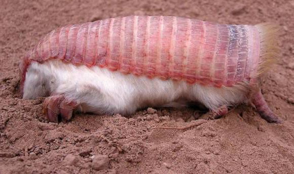 1在沙地上的这个生物乍看之下是不是很像鲔鱼寿司 ! !