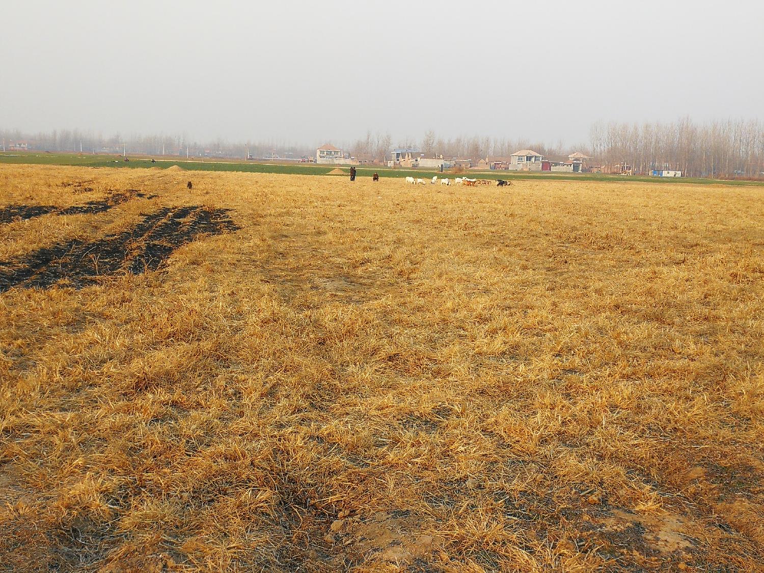 老农搞不明白,为啥这么多的土地都荒着,无人耕种