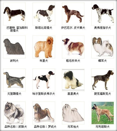 十大名犬名称及图片图片