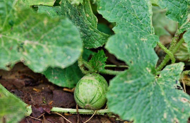 农村田地里常见的"屎瓜",城里人视其如宝,是糖尿病的良药!