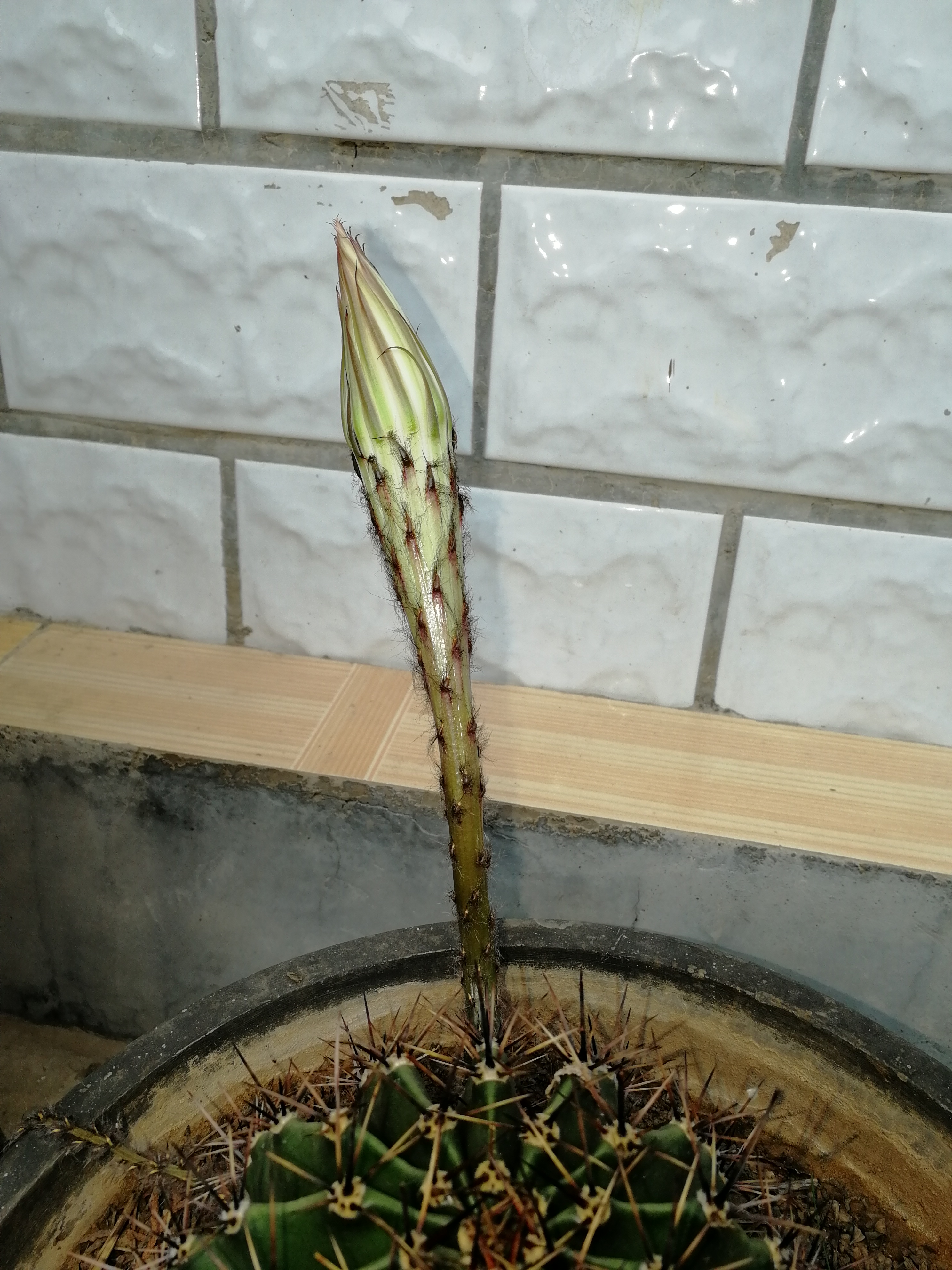 真实记录仙人掌开花全过程:一个小时内从花蕾到完全盛开.