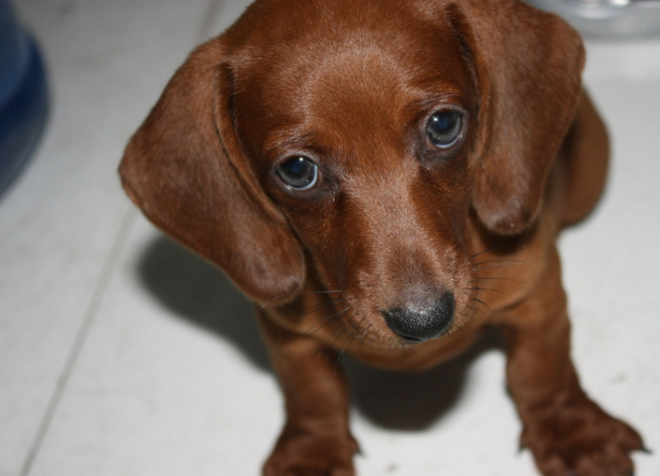 可能是猫咪可能是狗狗.