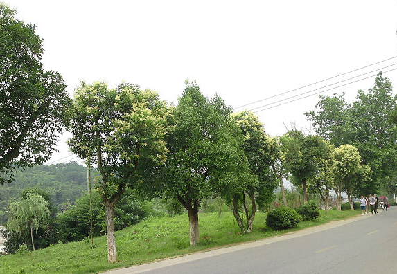 路边最常见这种绿化树,种子是补肝肾中药,您肯定见过