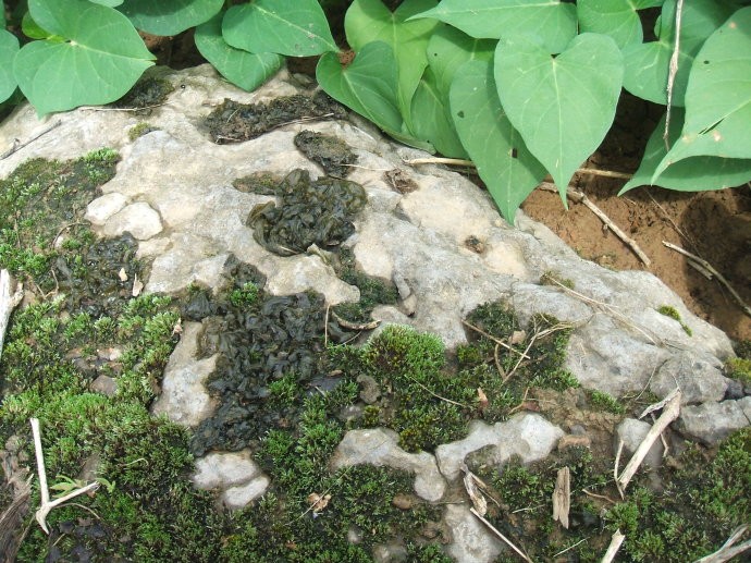 雷公丝又称野木耳或地木耳,具有明目益气,清热解火,利肠胃,消除疲劳等