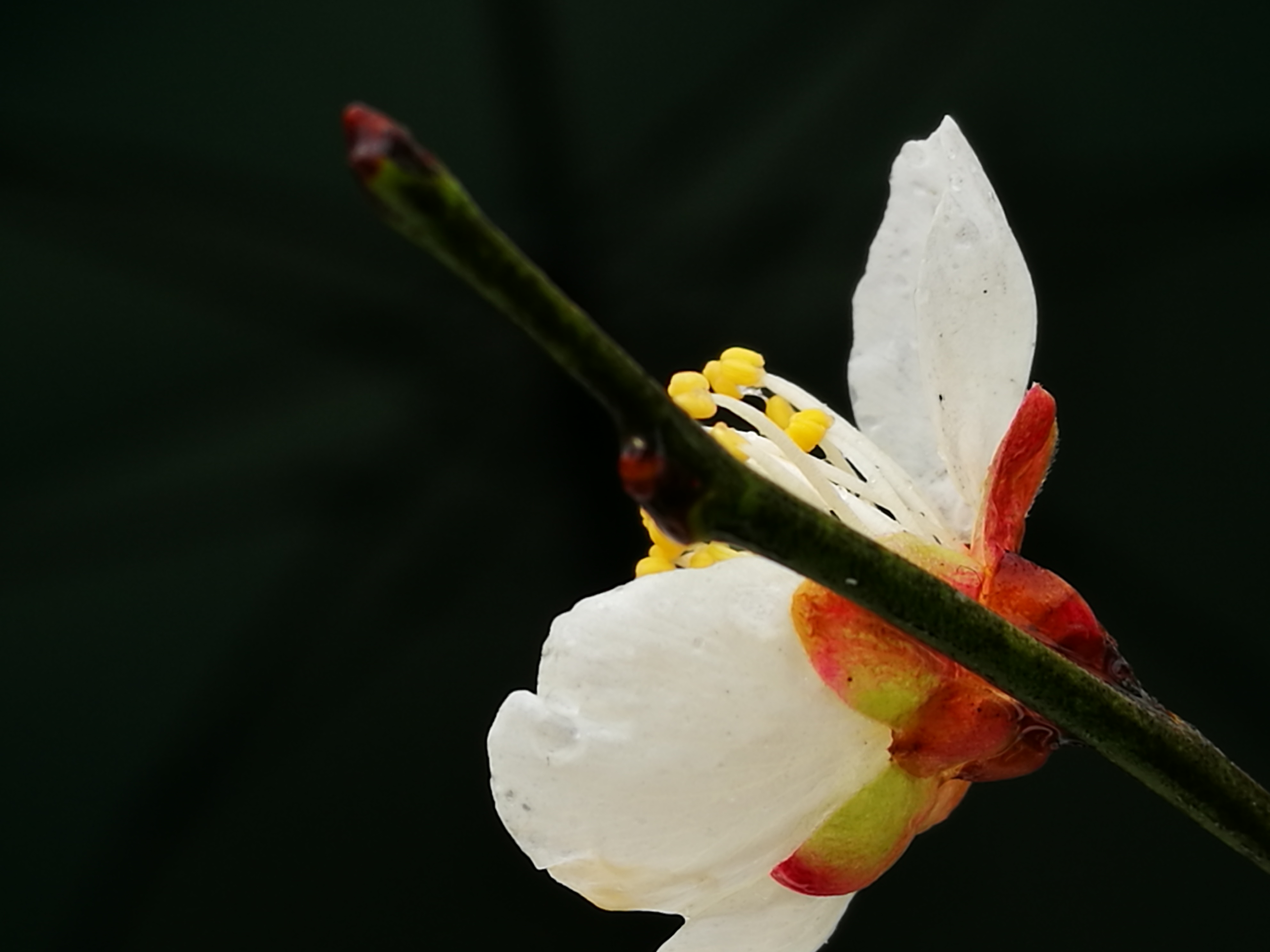 最漂亮的梅花照图片