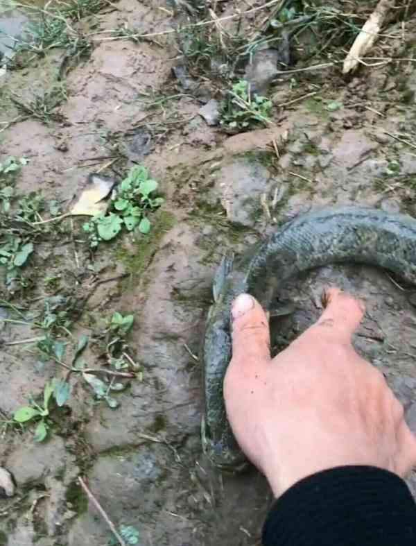 奇怪!农村小哥捉到一条大头黑鱼,赶紧又把它放生