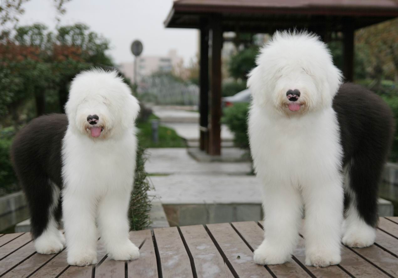 英国古代牧羊犬活像一个大型毛绒玩具,样子傻兮兮的十分可爱