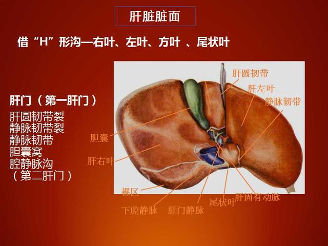 肝脏右叶图片图片