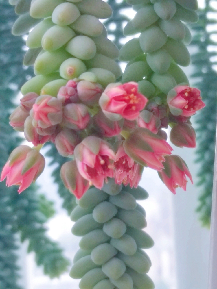 玉缀多肉,应该是多肉界里面开花最漂亮的多肉之一