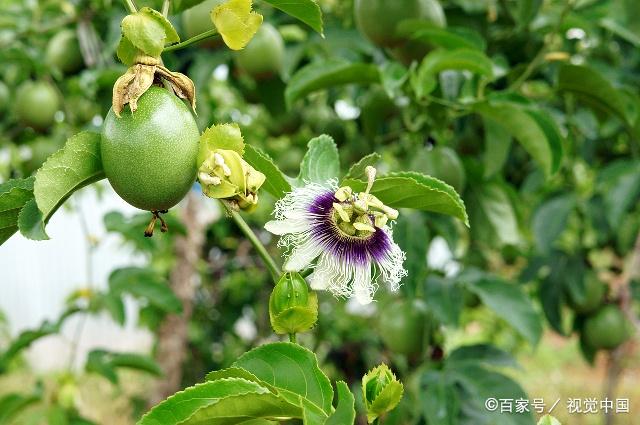 百香果种植时间和方法(百香果种植时间和方法及可収几季)