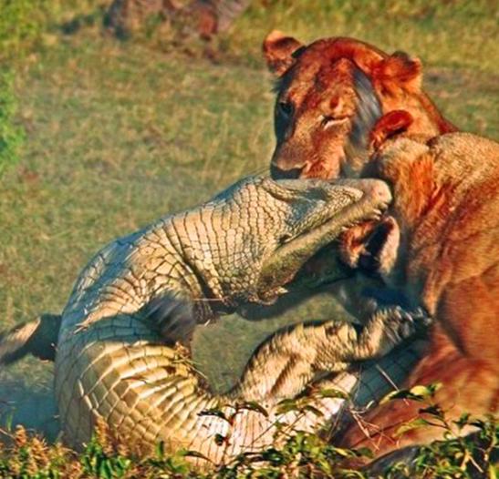 接着鳄鱼对着一只狮子就开始一招锁喉,但是没有想到的是狮子这个时候
