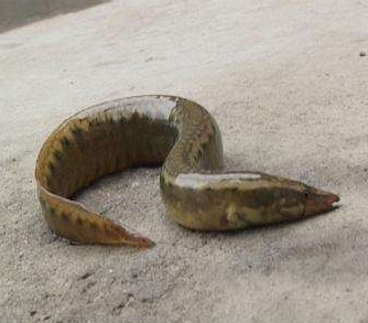 这个像泥鳅又像水蛇,极其难捉,但却非常的美味,你家那叫这鱼啥?