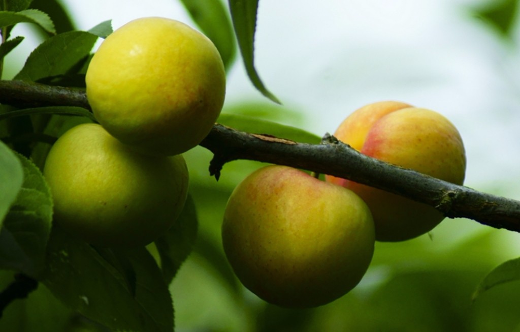 李子属蔷薇科李属植物,别名山李子,嘉庆子,布霖,玉皇李.