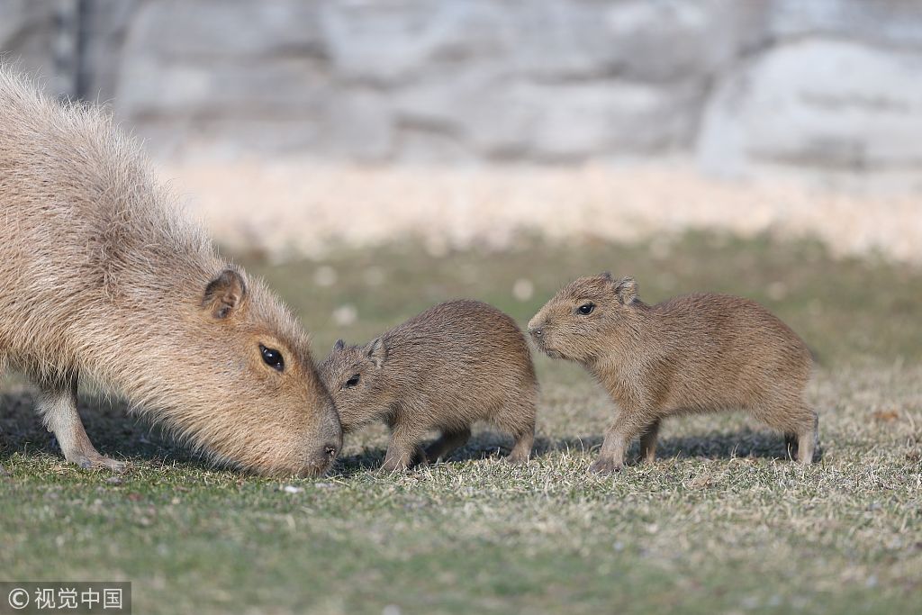 土耳其俩水豚宝宝散步溜达 排队前行当爸爸的小尾巴